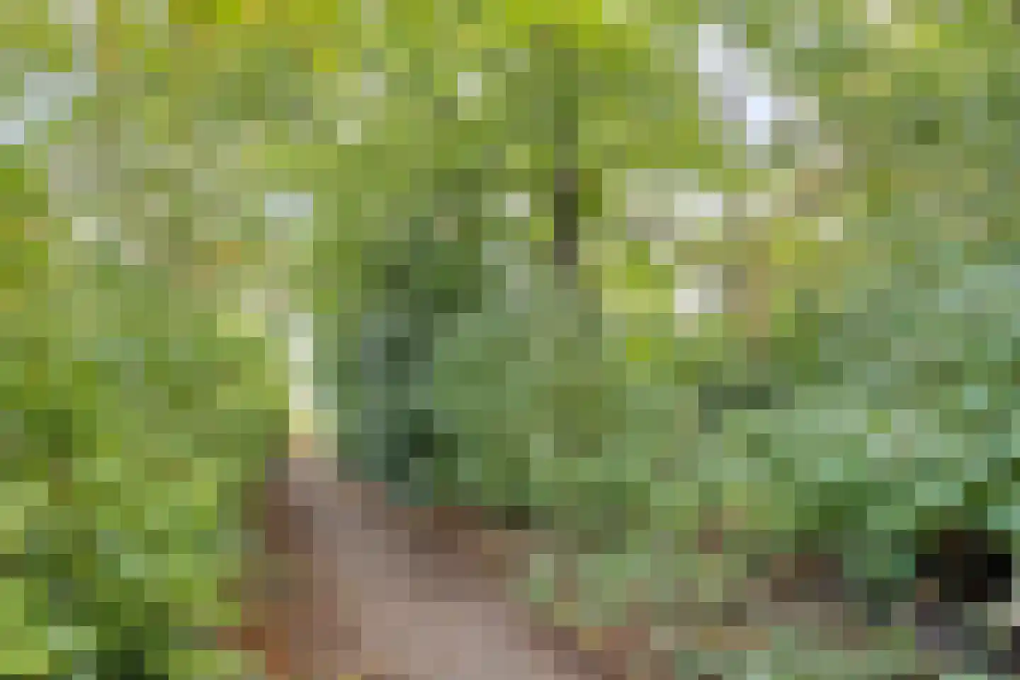 Klimtuin 80 Epe thumbnail 46