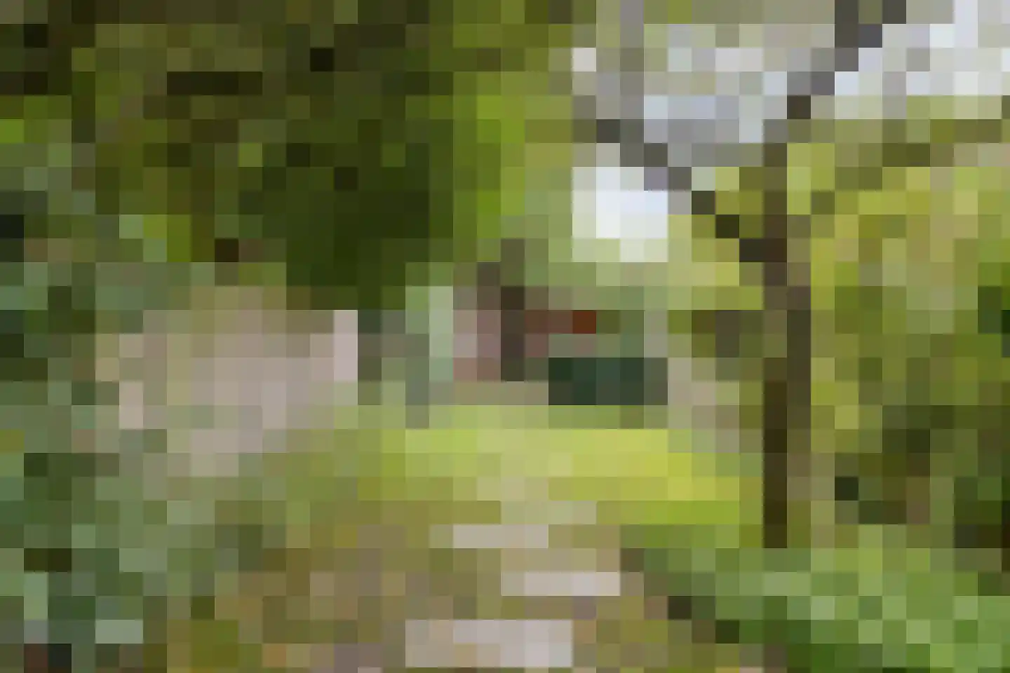 Klimtuin 80 Epe thumbnail 5
