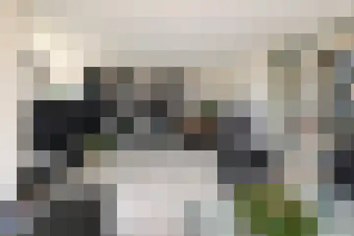 Klimvaren 13 Bergschenhoek thumbnail 16