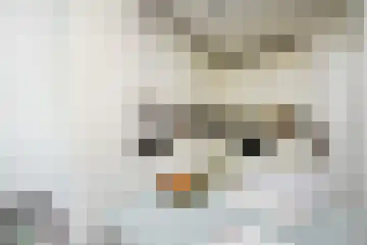 Klimvaren 13 Bergschenhoek thumbnail 20