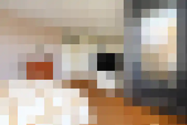 Klimvaren 13 Bergschenhoek thumbnail 53