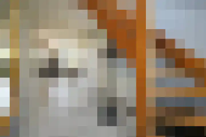 Klimvaren 13 Bergschenhoek thumbnail 6