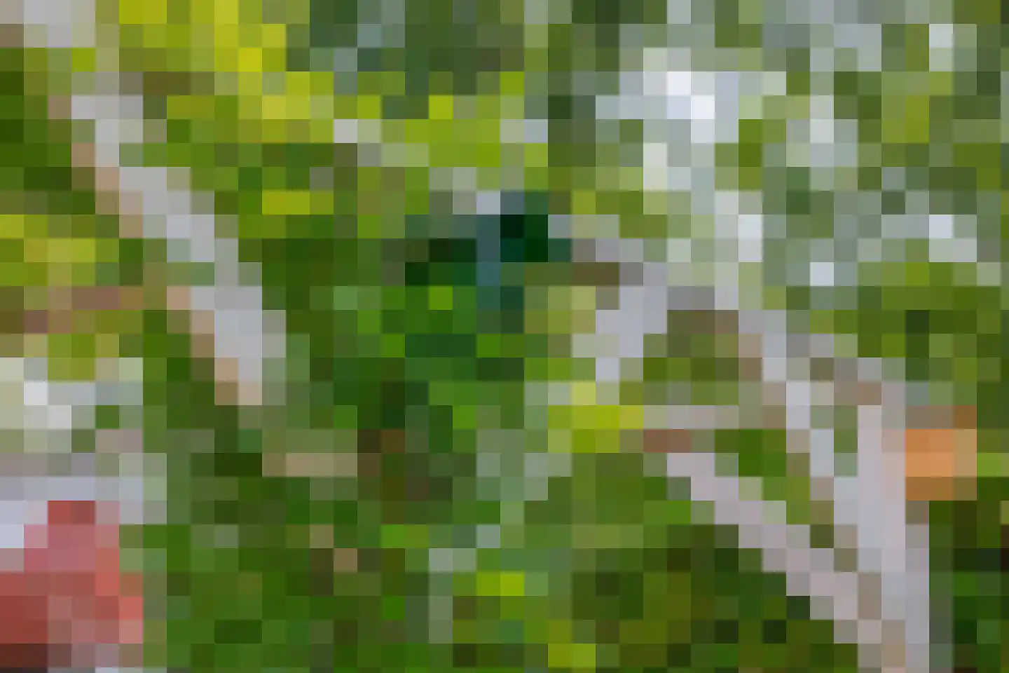 Klimvaren 9 Rotterdam thumbnail 36