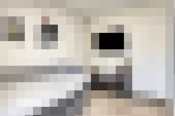 Klinkerstraat 8 A Clinge thumbnail 23