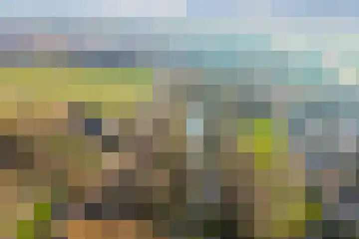 Klipper 1 Schiedam thumbnail 34
