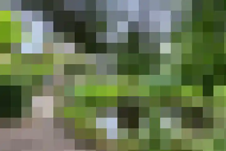 Klokhuisdijk 20 Langedijke thumbnail 5
