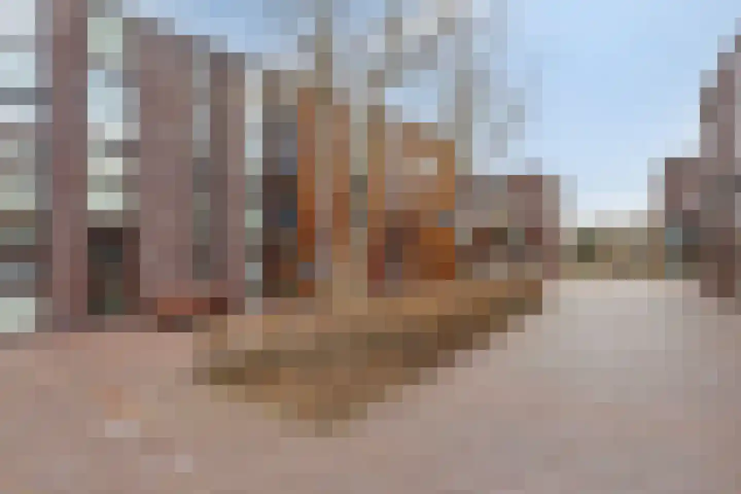 Klokjesbloem 13 Papendrecht thumbnail 7