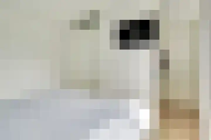 Klokjesbloemlaan 11 Vleuten thumbnail 24