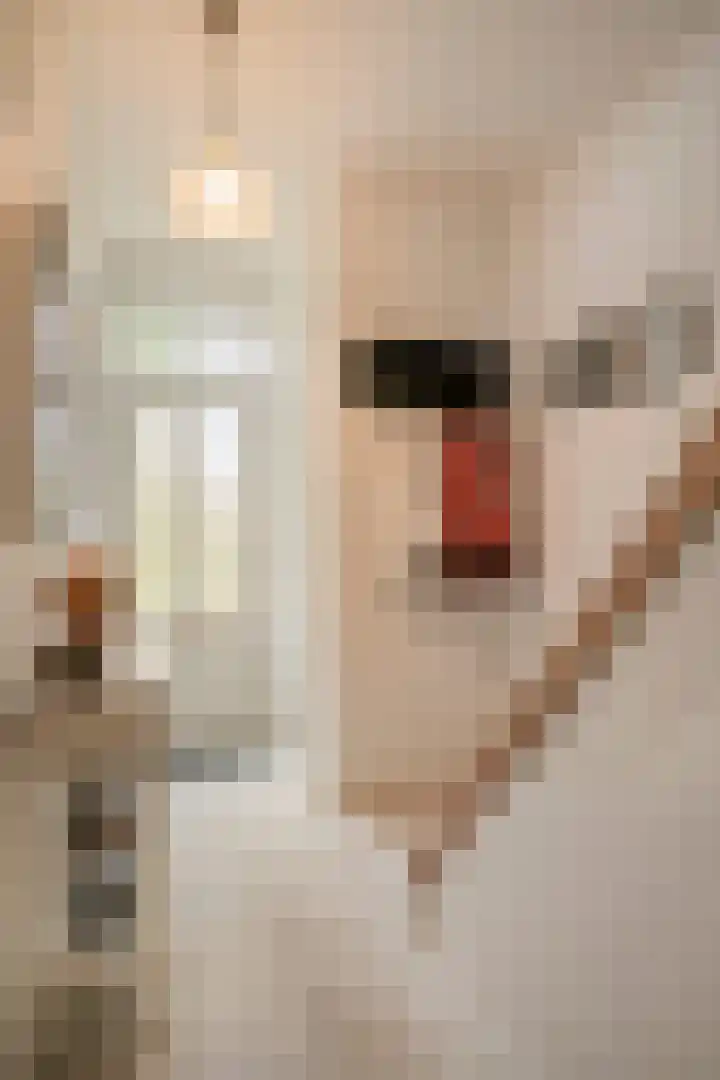 Klokwetering 68 's-Hertogenbosch thumbnail 8