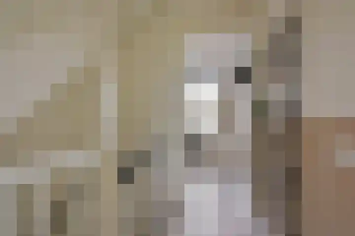Klompenmaker 69 Wilnis thumbnail 21
