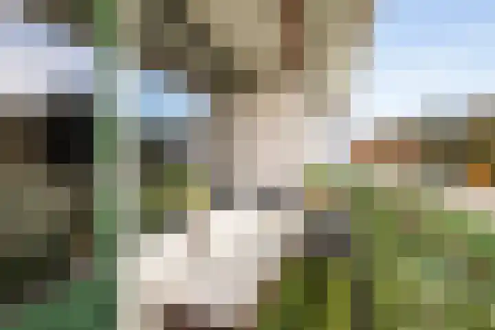 Kloosplantsoen 643 Ridderkerk thumbnail 13