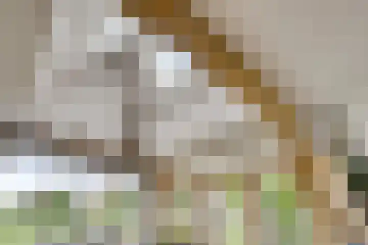 Kloosterdijk 116 Beerzerveld thumbnail 33
