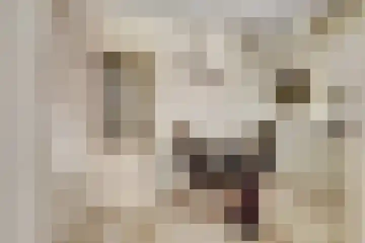 Kloosterhof 72 Venray thumbnail 13