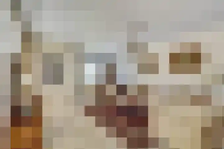 Kloosterhof 72 Venray thumbnail 8