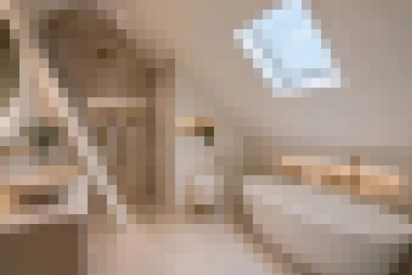 Kloostersteeg 3 Doesburg thumbnail 36