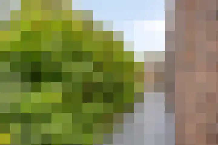 Kloosterstraat 1 Hansweert thumbnail 31