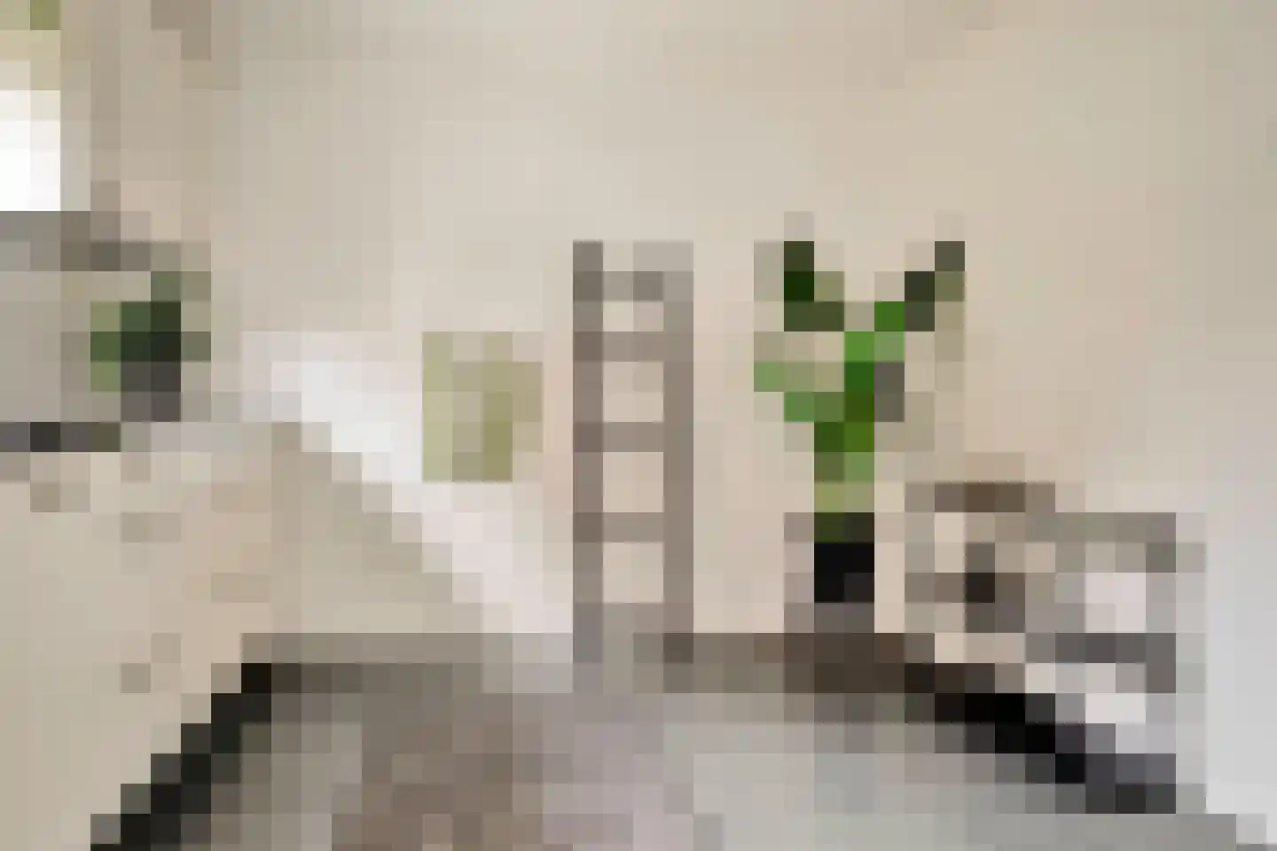 Kloosterstraat 29 Grubbenvorst thumbnail 18