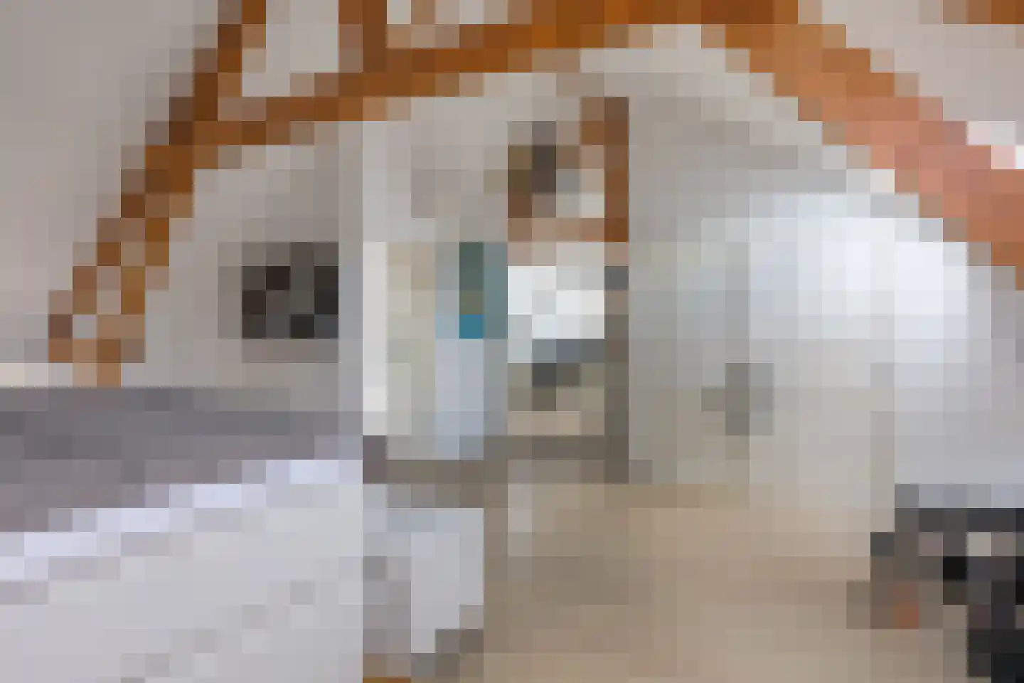 Kloosterstraat 41 Simpelveld thumbnail 42
