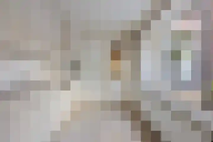 Kloosterstraat 51 Goirle thumbnail 14