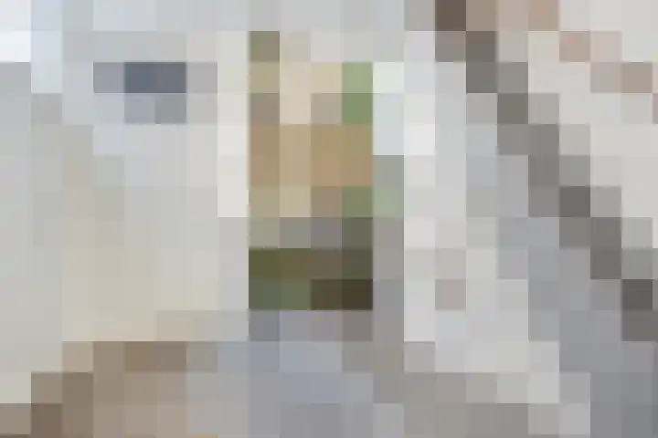 Kloosterwal 2 Nieuwstadt thumbnail 15