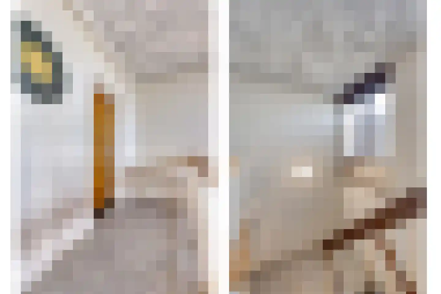 Kloosterwei 249 Warmond thumbnail 19