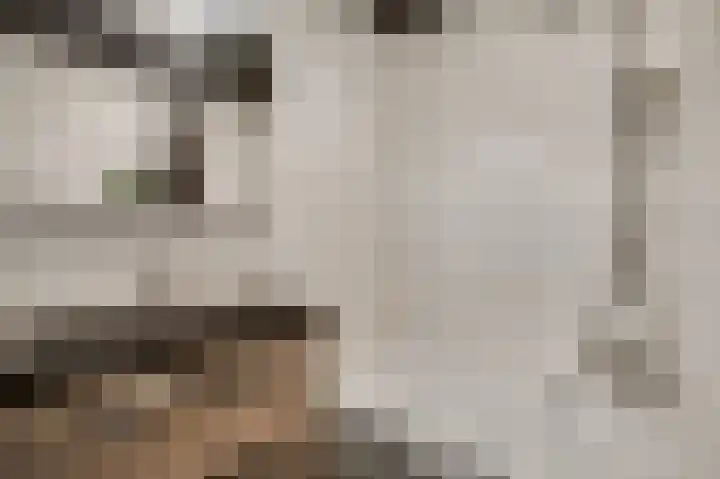 Kloppe-ven 11 Horn thumbnail 28