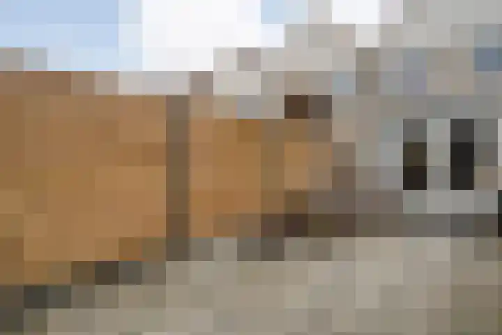 Kluft 38 Meppel thumbnail 26