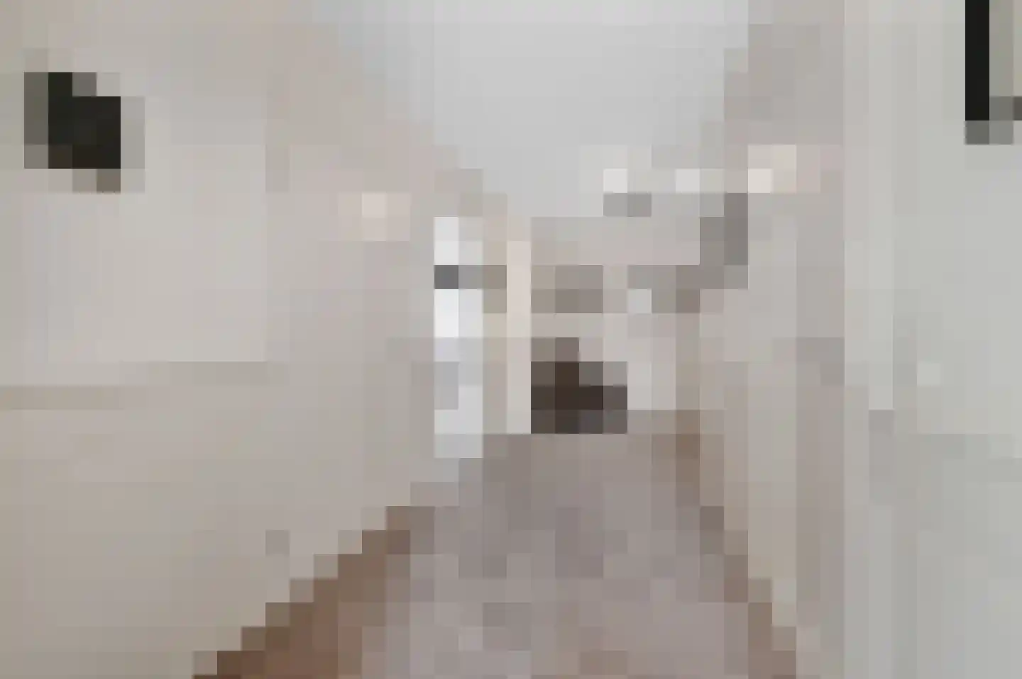 Kluishof 26 Maasland thumbnail 41