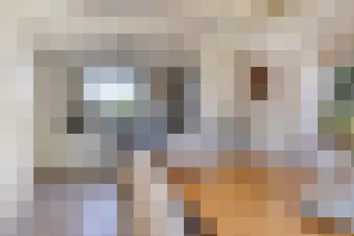 Klutenweg 13 Bant thumbnail 28