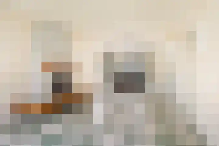 Kluut 15 Sommelsdijk thumbnail 11