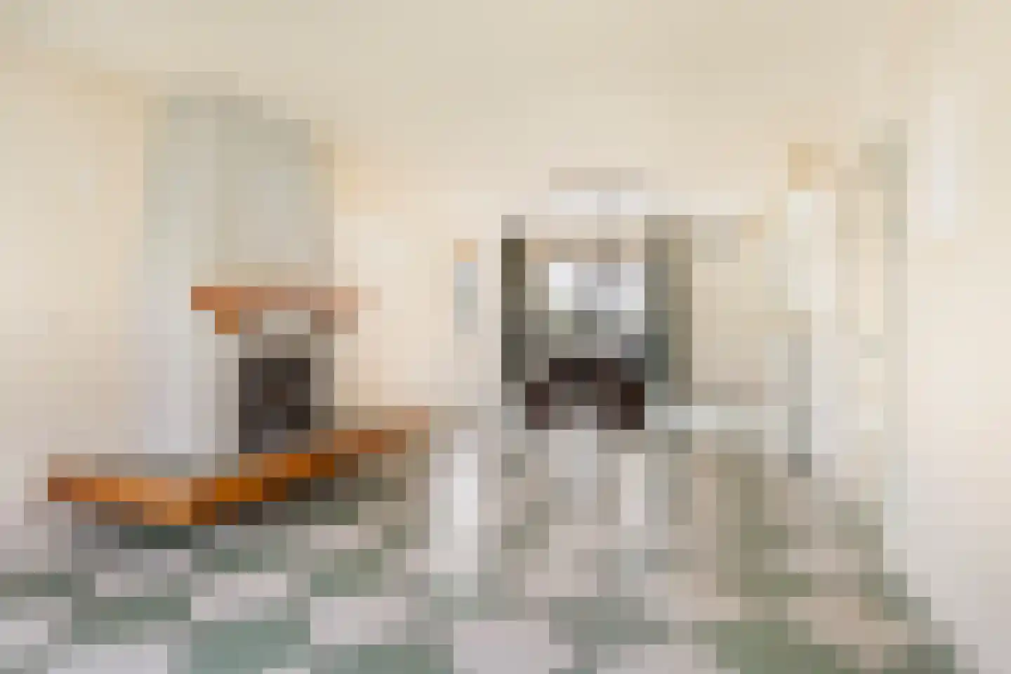 Kluut 15 Sommelsdijk thumbnail 11