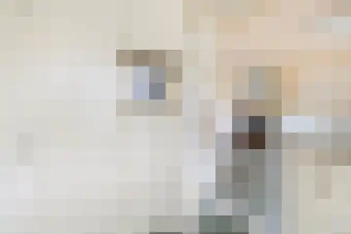 Kluut 15 Sommelsdijk thumbnail 17