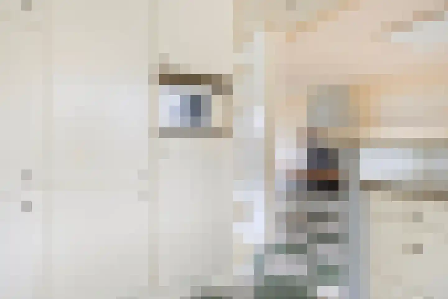 Kluut 15 Sommelsdijk thumbnail 17