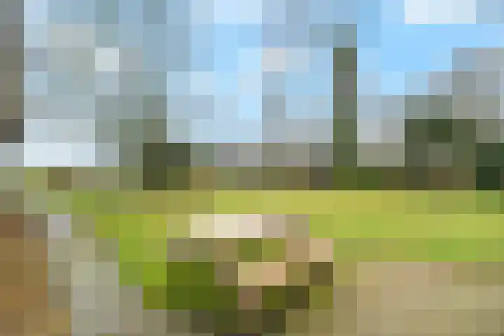 Kneeskade 5 Anna Paulowna thumbnail 37