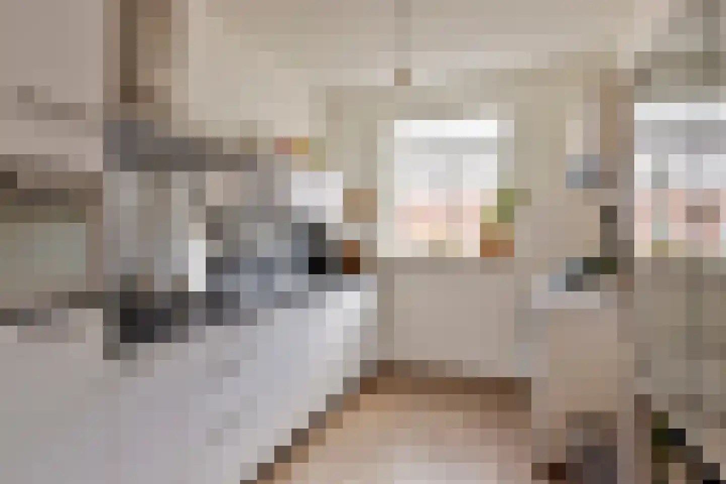 Knelisroos 21 Gemert thumbnail 13