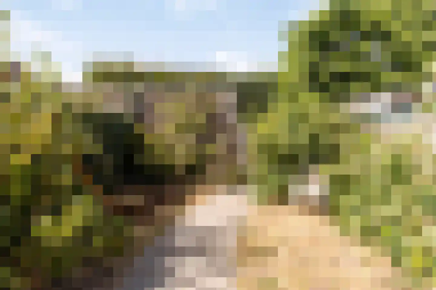 Knelisroos 21 Gemert thumbnail 27