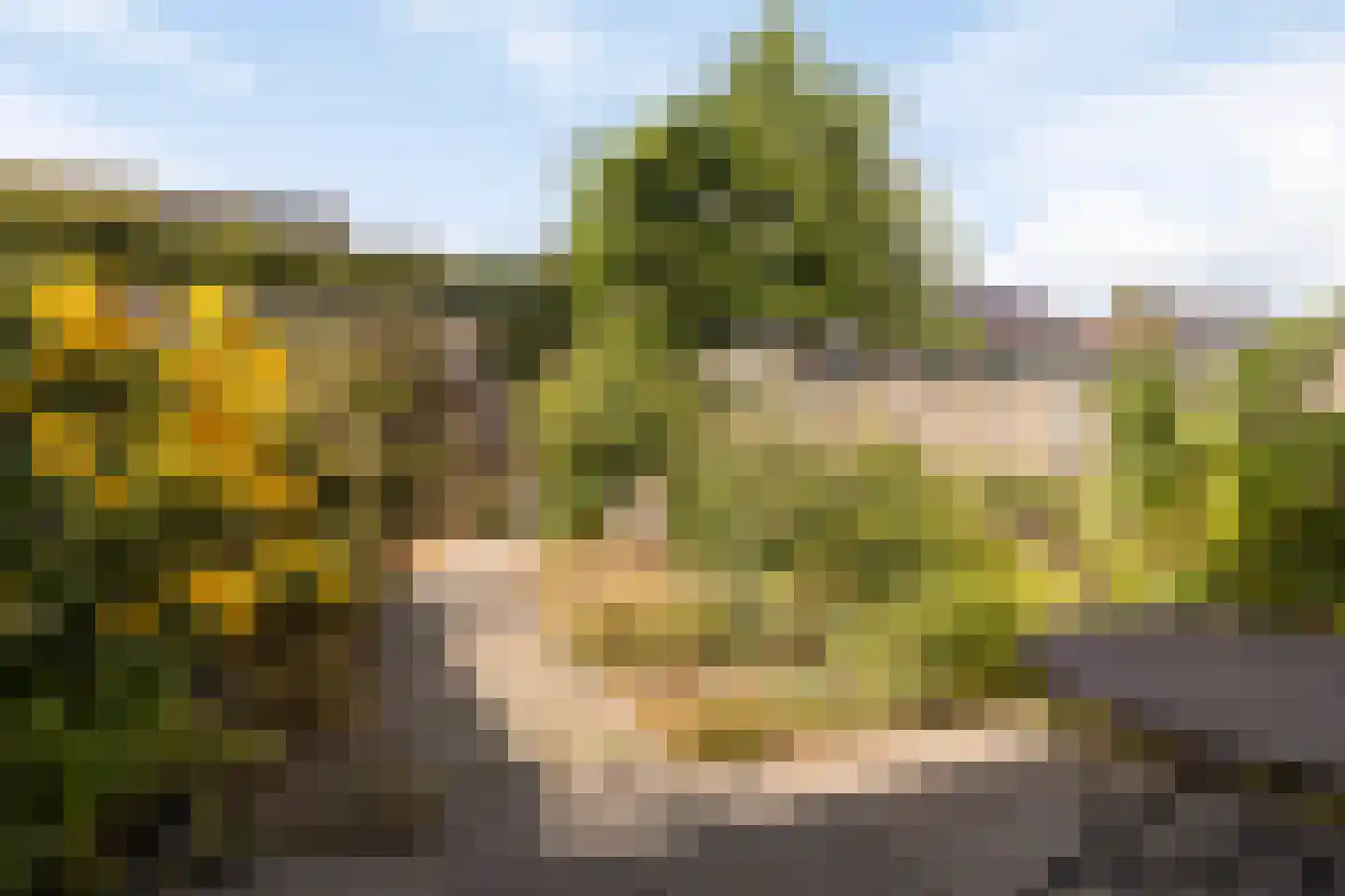 Knelisroos 21 Gemert thumbnail 5
