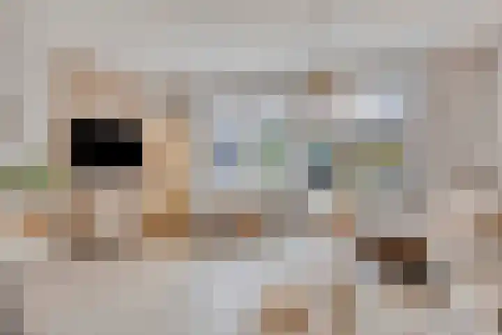 Knelisroos 7 Gemert thumbnail 15