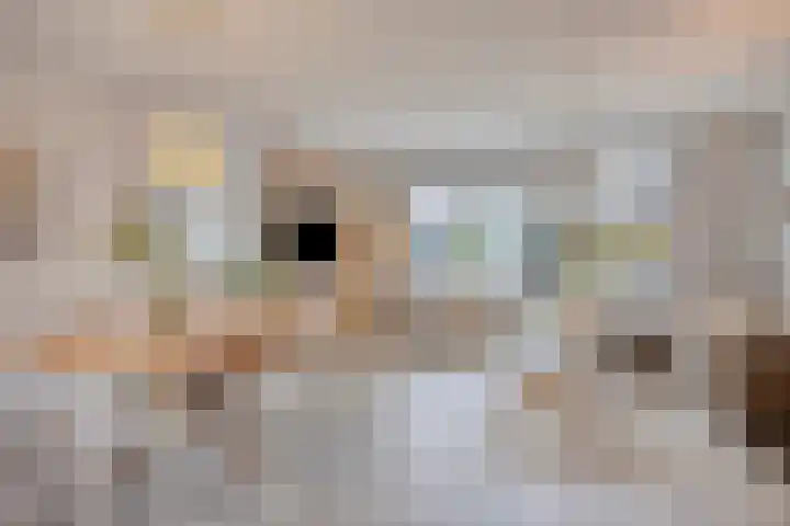 Knelisroos 7 Gemert thumbnail 16