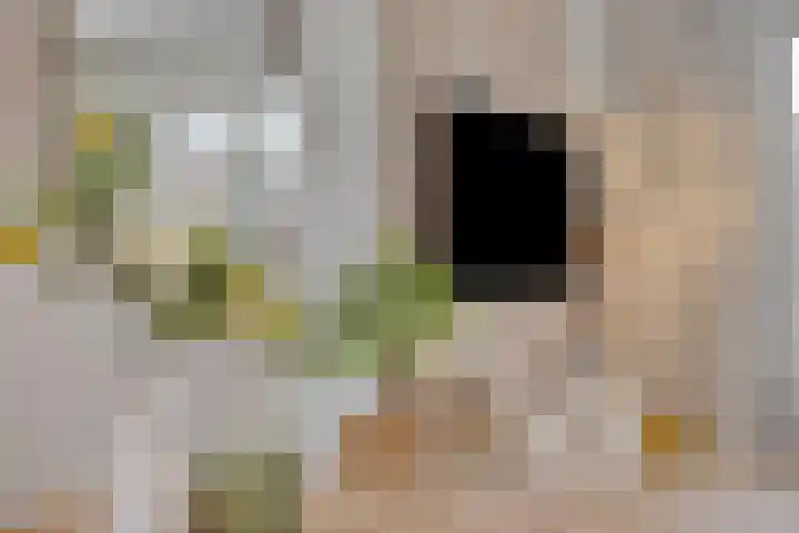 Knelisroos 7 Gemert thumbnail 23