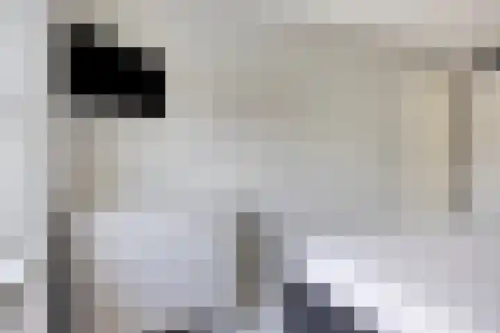 Knelisroos 7 Gemert thumbnail 29