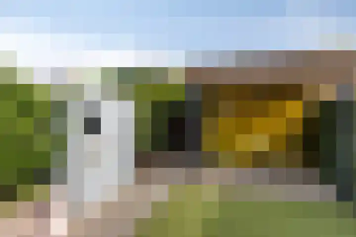 Knelisroos 7 Gemert thumbnail 47