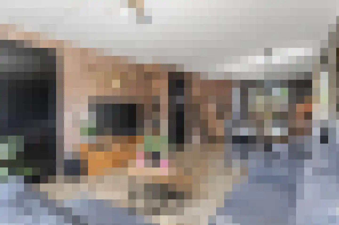 Kniepveen 7 Zwartemeer thumbnail 6