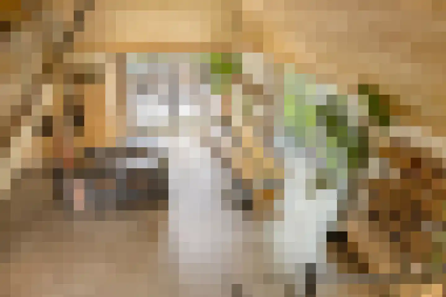 Knilles Wytseswei 18 Sumar thumbnail 34