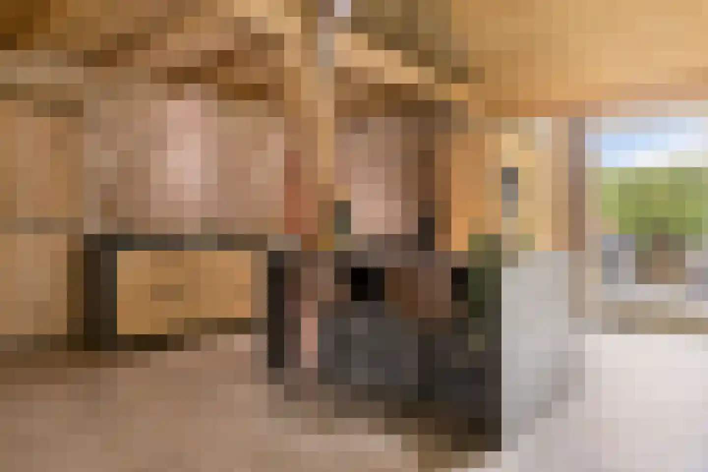 Knilles Wytseswei 18 Sumar thumbnail 4