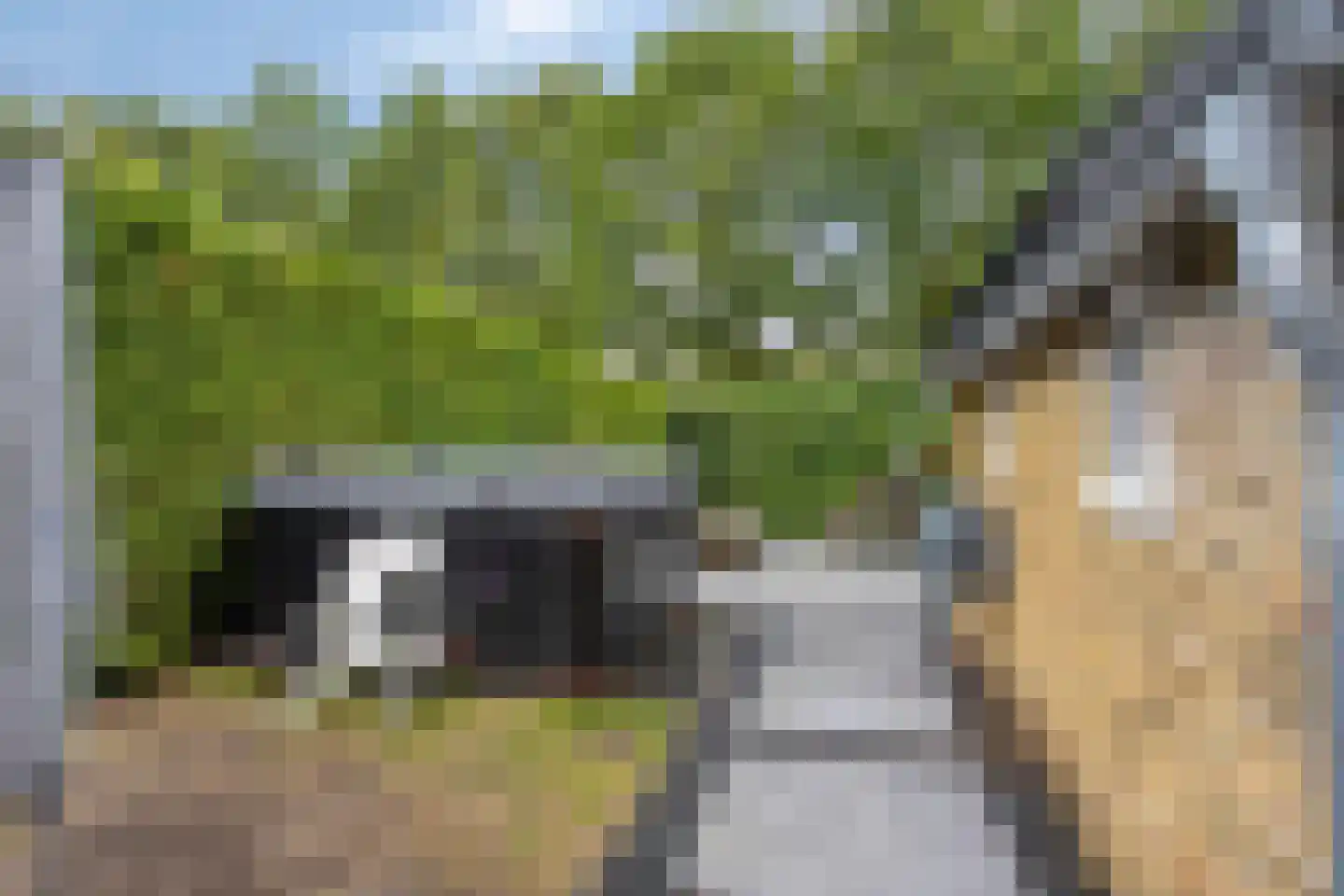 Knilles Wytseswei 18 Sumar thumbnail 49