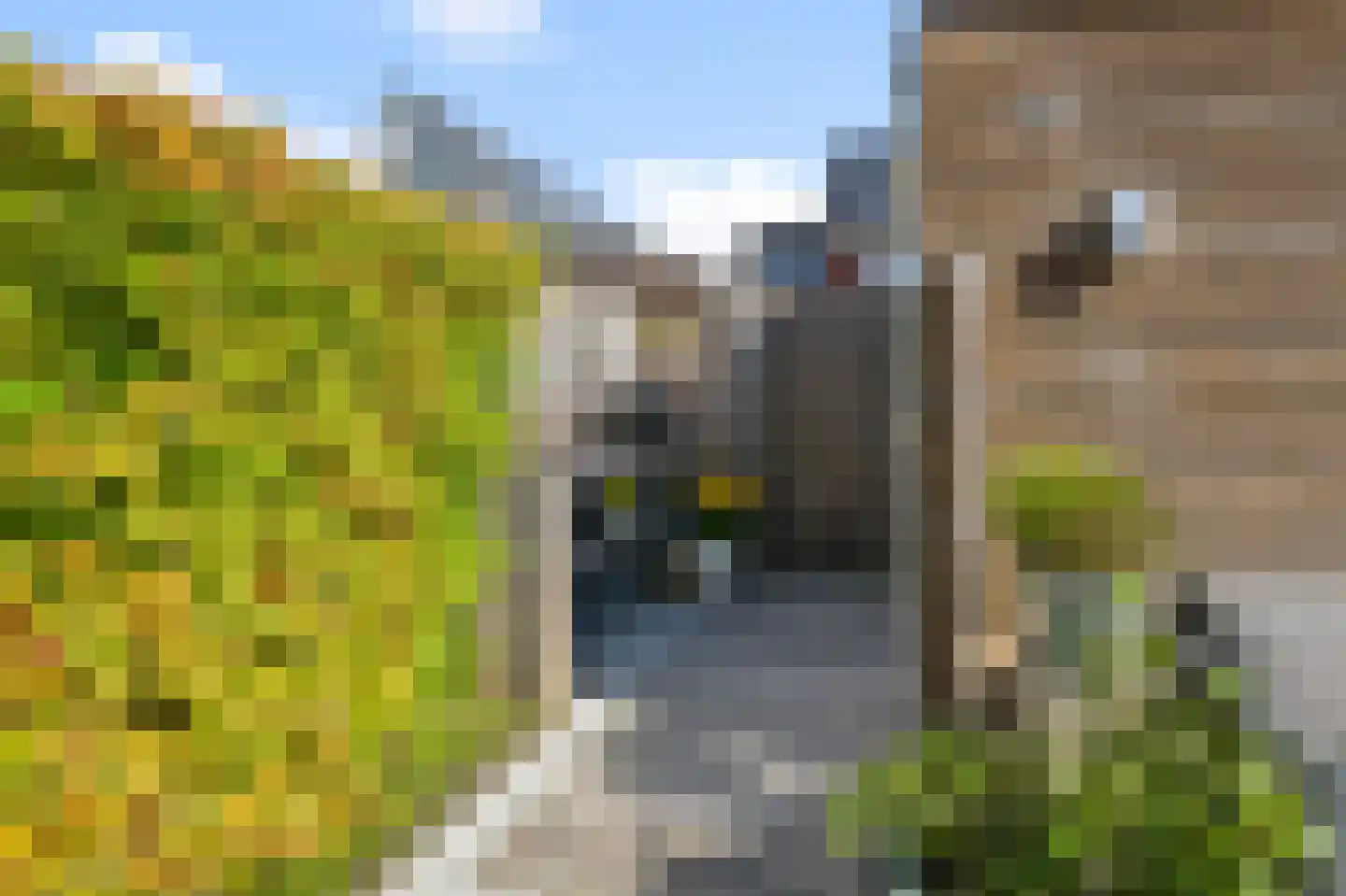 Knobbelzwaan 102 Uithoorn thumbnail 39
