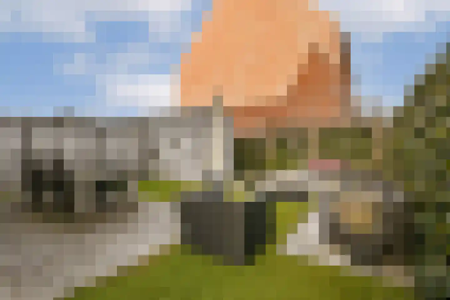 Knobbelzwaan 131 Uithoorn thumbnail 10