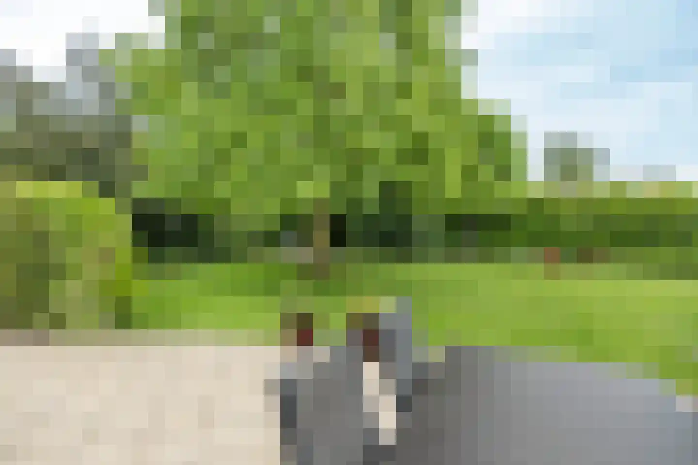 Knobbelzwaan 2 Hardinxveld-Giessendam thumbnail 15