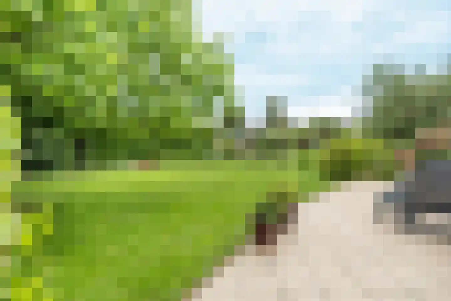 Knobbelzwaan 2 Hardinxveld-Giessendam thumbnail 16